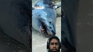 Dangerous shark trending shorts shark wildlife viralvideo [upl. by Nedloh]