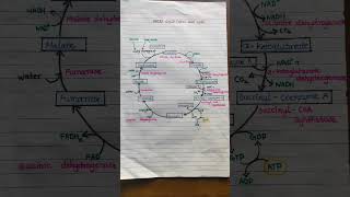 Krebs cycle citric acid cycle notes for exams [upl. by Tarabar584]