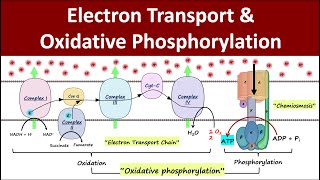 Electron Transport amp Oxidative Phosphorylation  Mitochondrial Respiration  Biochemistry Basics [upl. by Baun561]