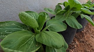 Growing Pak Choi from seeds  vegetables Bok Choy at home MeiMei [upl. by Aenet]