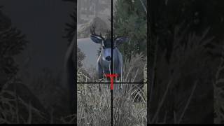 How gaming cabelas deerhunting gamingshorts hunters hunterslife hunting funny [upl. by Einnos566]