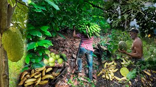 Increible como se pierden las frutas en este campo La vida del campo [upl. by Willy]