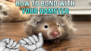 How To Bond With Your Hamster [upl. by Anitsihc]