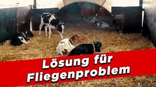 Lösung für Fliegenproblem – My KuhTube Film 597 [upl. by Polky]