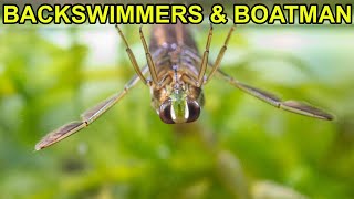 Backswimmer amp Waterboatmen Underwater [upl. by Thorlay]