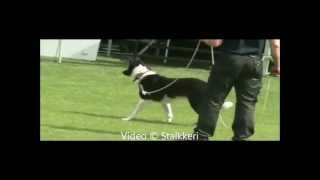 Karelian Bear Dog  1080p [upl. by Clement296]