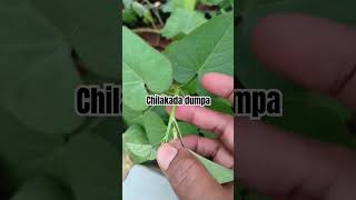 Chilakada dumpa kandagada   moram gadda  Upayogalu  benefits for sweet potato [upl. by Hguh]