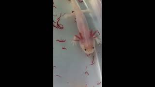 Nourrir aux pellets bébé axolotl de 10 cm [upl. by Burke]