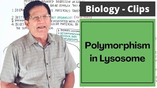 Polymorphism in Lysosome  Biology Clips [upl. by Davine170]