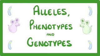 GCSE Biology  DNA Part 2  Alleles  Dominant  Heterozygous  Phenotypes and more 64 [upl. by Maggee]