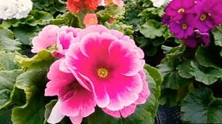 How to grow and care Primula Obconica flower plant in winter Prem rose in winter care tips [upl. by Melanie]