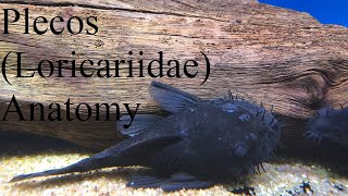 An Ichthyologists Guide to Pleco Loricariidae Anatomy [upl. by Damalas477]