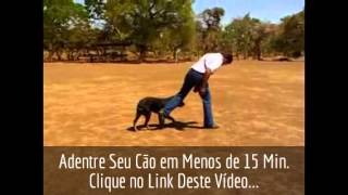 adestramento de cães  em 15 minutos [upl. by Codel394]