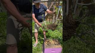 Gees Bees rescues a Honeybee Swarm in Ottawa [upl. by Nanfa840]