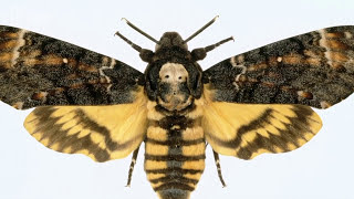 Deathshead hawkmoth  Natural History Museum [upl. by Barfuss]