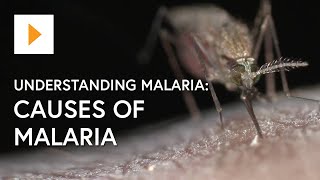 Understanding Malaria Causes Of Malaria [upl. by Ahsatam]