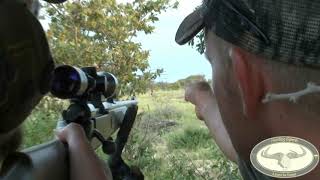 Hunting safari for antelopes in Botswana  Part l Eland [upl. by Stanford]