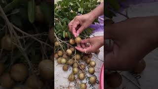 Harvesting longans usa tropicalfruit fruitsworld fruitcutting fruit fruitnation [upl. by Ahc]