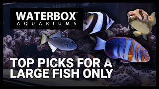 Top Fish for a Large Fish Only Saltwater Aquarium [upl. by Nnayrrehs]