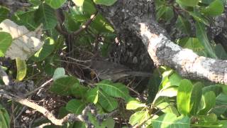 Mimus saturninus Chalkbrowed MockingbirdSabiádocampo [upl. by Haimirej981]