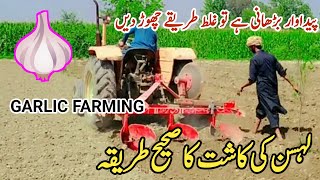 Lehsan ki kasht  Garlic crop in Pakistan  لہسن کی کاشت  Lehsan ki kasht in Pakistan  garlic [upl. by Ytsirk]