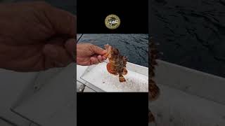 How to Handle Sculpins amp what NOT to do Part 1 ⚠️ sculpin sculpins sculpinfish sculpinfishing [upl. by Lesser63]