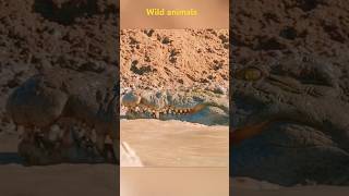 Wild animalscrocodile wildlifepreypredatorytshorts shortsexplorehunting [upl. by Marquet903]