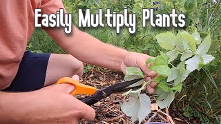 Pruning and Growing Raspberries VS Currants VS Elderberry [upl. by Cornelle167]