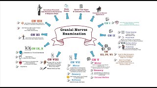 Cranial Nerves Examination  OSCE [upl. by Llertram]