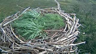 Glaslyn Ospreys Live Stream [upl. by Nipahc557]