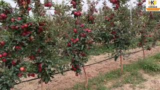 New video HighDensity Apples Orchard In Nahalpura [upl. by Ytnom]