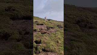 ferreting hunting fieldsports lurcher rabbiting rabbitexpress huntingdog workingdog [upl. by Darryn]