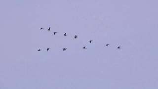 Pink footed Geese Snettisham 21012017 [upl. by Naujled293]