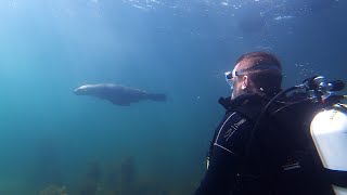 Diving the Ozone wreck at Indented Head 28122019 with Alan amp Seal [upl. by Eelnayr]