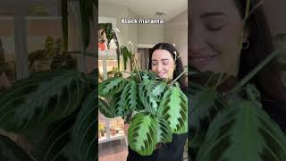 Favorite Maranta Plants 🪴 plants maranta prayerplants [upl. by Iur]