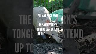 Discover MindBlowing Aardvark Facts in 1 Minute  BiteSized Wildlife Knowledge [upl. by Gabriel346]