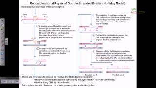 Recombinational repair of double stranded breaks [upl. by Zoi243]