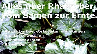 Rhabarber  Vom Samen zur Ernte [upl. by Anjali]