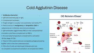 Part 1Cold Agglutinin DiseaseTheoritical [upl. by Donielle]