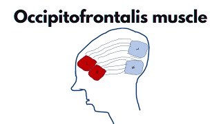 Occipitofrontalis  Anatomy origin insertion and features of the occipitofrontalis [upl. by Viking]