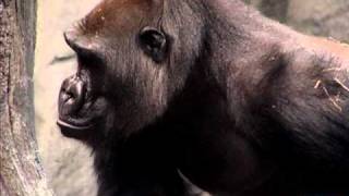 Great Gorillas Going Ape at Brookfield Zoo [upl. by Yelsgnik]