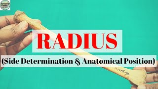 RADIUS I Side Determination I Anatomical Position [upl. by Southworth25]