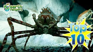 Top 10 Big Scary Looking Animals [upl. by Ardnekan]