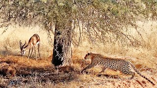 Buck Doesnt See the Leopard Behind This Tree [upl. by Roque]