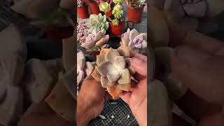 How to propagate succulent by new way 多肉植物  다육이들  Suculentas plants [upl. by Laicram42]