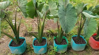 Growing taro from cutting in container  Growing keladi from cutting  Growing kalo [upl. by Kedezihclem]