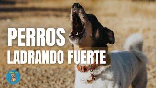 LADRIDOS de PERROS muy FUERTES🐶 Para molestar a tu PERRO✅ [upl. by Trixy777]