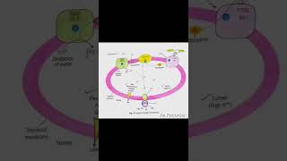 Photosynthesis ATP synthesis through chemiosmosis biology [upl. by Setiram]