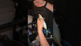 How to rig bait for jewfish boating fishing jewfish beachfishing jewfishing [upl. by Oiligriv]