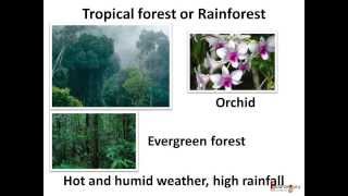 Science  What are different forest habitats and how animals adapt to them English [upl. by Argent440]